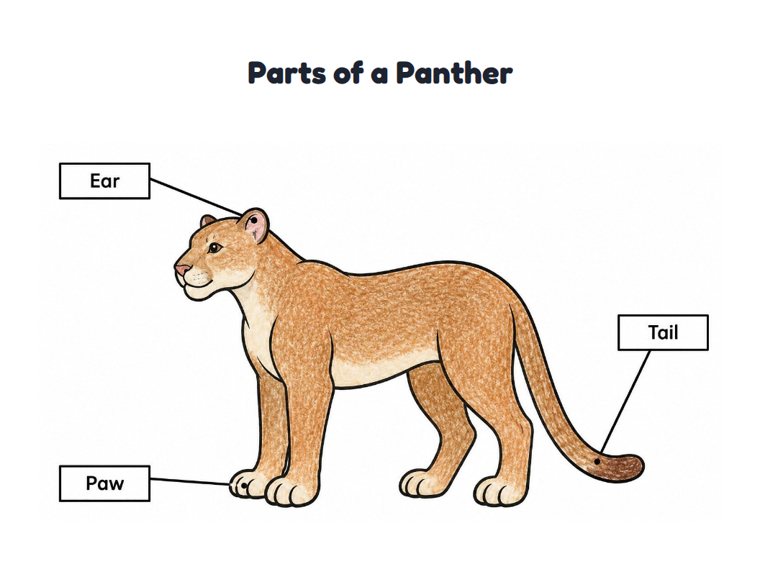 Parts of a Panther worksheet (Easy, Pre-K–K)