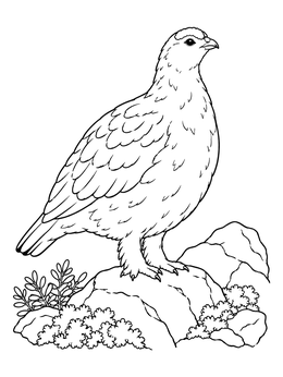 Free printable Willow Ptarmigan On Tundra Rocks coloring page