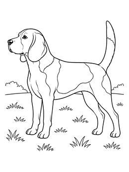 An alert beagle coloring page standing in profile across a grassy field.