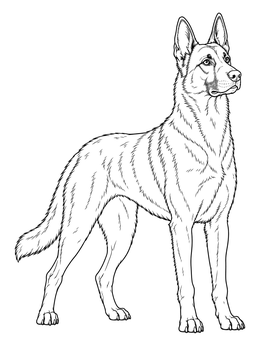 An alert dog stands in this detailed belgian malinois coloring page.