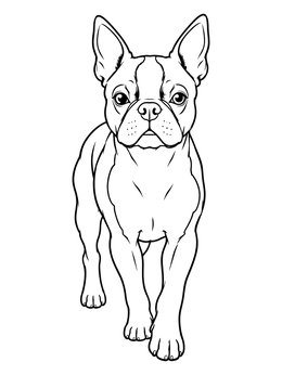 Free printable Alert Boston Terrier Standing coloring page