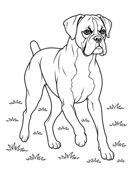 A detailed boxer dog coloring page showing an alert boxer standing in a grassy field.