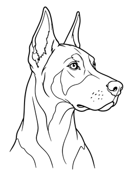 Free printable Alert Doberman Pinscher Portrait coloring page