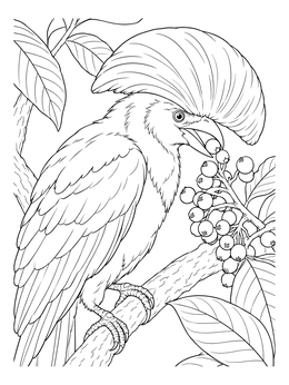 An Amazonian umbrellabird on a branch in this umbrella coloring page.