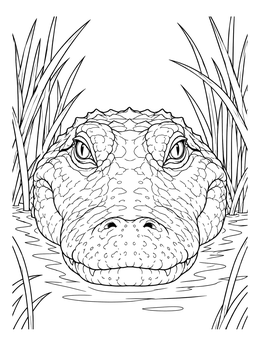 Close-up front view in an american alligator coloring page emerging from swamp water.