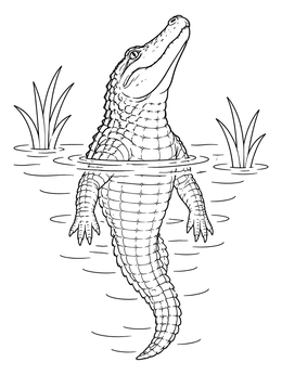 An american alligator coloring page showing the reptile floating vertically among swamp grasses.