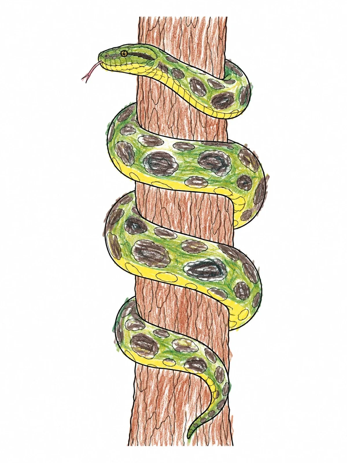 Colored example of the Anaconda Coiled Around Tree Trunk coloring page