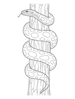 Free printable Anaconda Coiled Around Tree Trunk coloring page