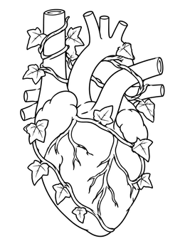 An anatomical heart intertwined with ivy vines on a clean heart anatomy coloring page.
