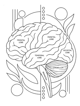 An anatomical brain coloring page showing labeled lobes, cerebellum, and brainstem with abstract shapes.