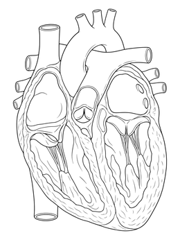 Detailed human heart coloring page showing internal chambers, valves, and vessels in cross section.