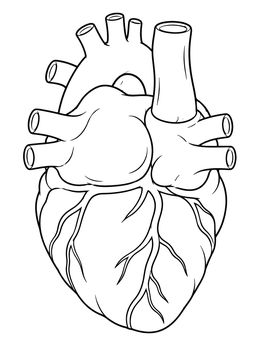 Detailed human heart coloring page showing the rear view with major blood vessels.