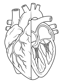 An anatomical human heart coloring page showing outer muscle structure and inner chambers side by side.