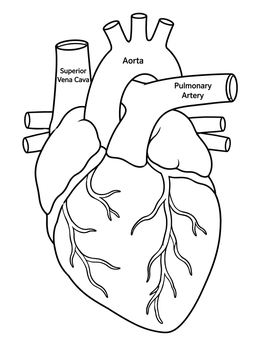 A labeled human heart coloring page showing the aorta, superior vena cava, and pulmonary artery.