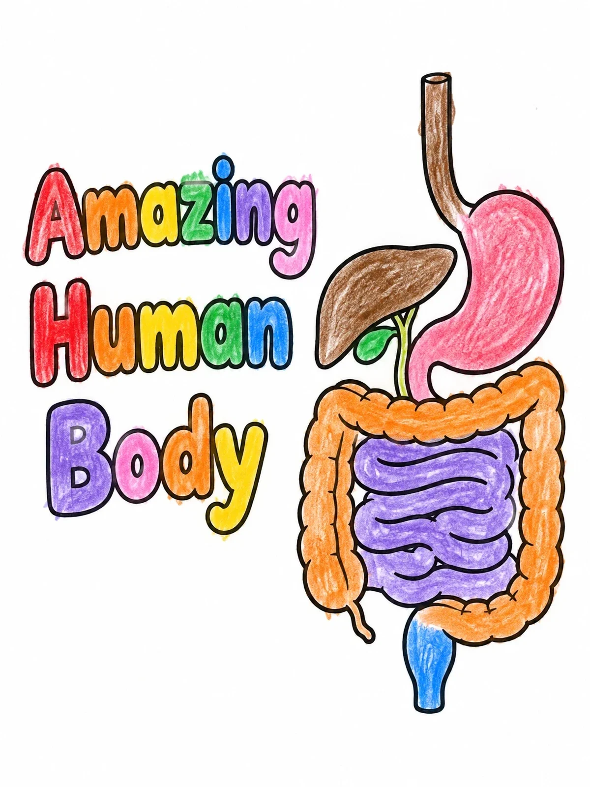 Colored example of the Amazing Human Body Digestive System coloring page