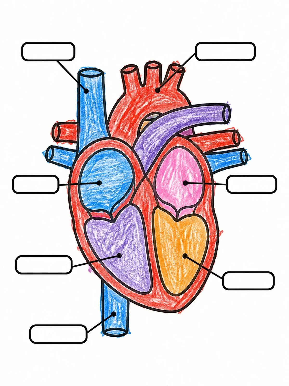 Colored example of the Human Heart Diagram To Label coloring page
