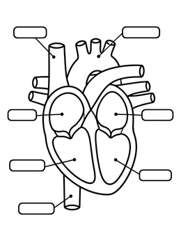 Free printable Human Heart Diagram To Label coloring page