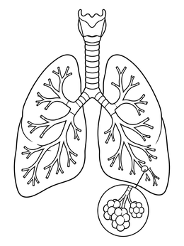 Human Respiratory System and Alveoli coloring page