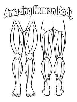 Free printable Leg Muscles Front And Back Diagram coloring page