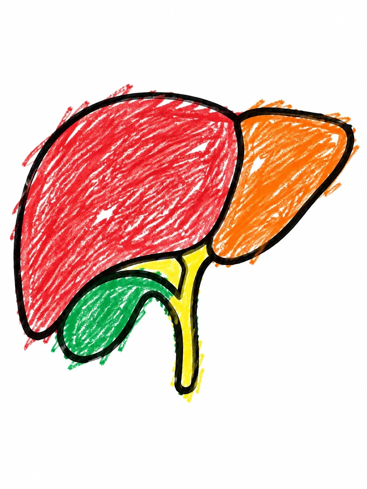 Colored example of the Simple Human Liver Diagram coloring page