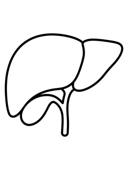 Free printable Simple Human Liver Diagram coloring page