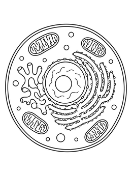 Free printable Animal Cell Biology Diagram coloring page