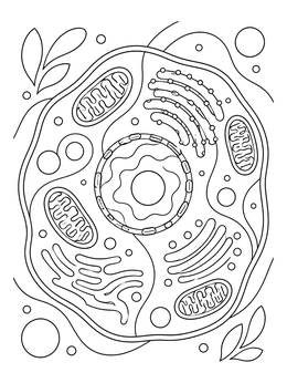 Detailed animal cell coloring page showing the nucleus, mitochondria, and organelles.