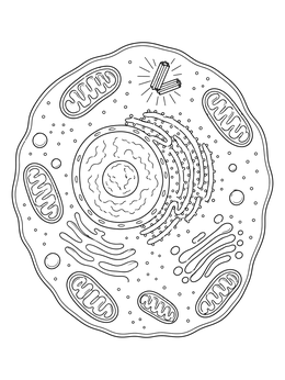 Free printable Animal Cell Diagram With Organelles coloring page