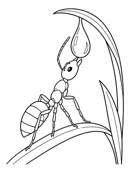 An ant coloring page showing an insect reaching up to sip a morning dewdrop.