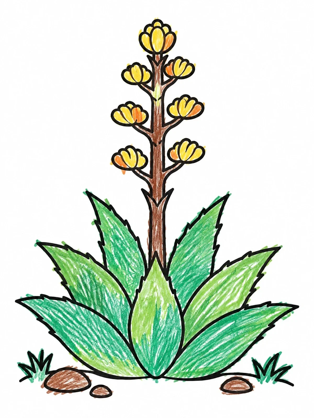 Colored example of the Blooming Desert Agave Plant coloring page