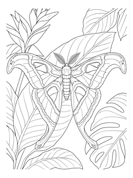 Detailed Atlas moth coloring page resting gracefully against lush tropical foliage.