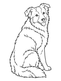 Free printable Attentive Border Collie Sitting Proudly coloring page