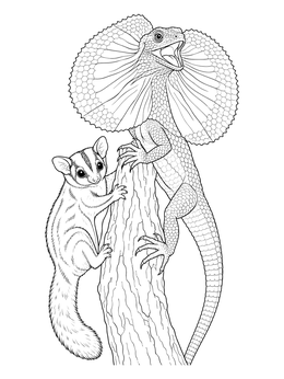 Sugar glider and frilled lizard share a tree trunk in this australian animals coloring page.