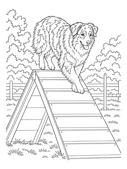 Free printable Australian Shepherd On Agility A Frame coloring page