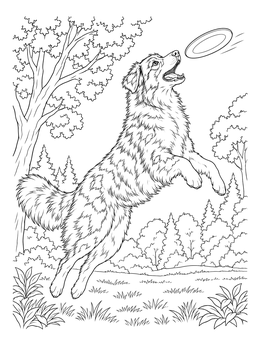 Free printable Playful Australian Shepherd Catching Disc coloring page