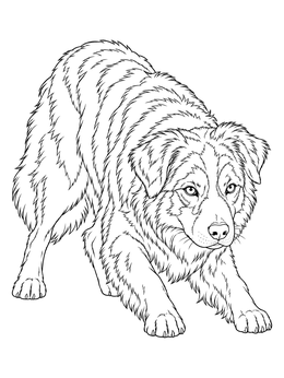 Free printable Australian Shepherd In Herding Pose coloring page