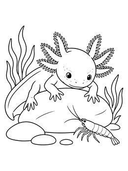 An axolotl coloring page featuring a cute axolotl resting on a river stone and looking at a shrimp.
