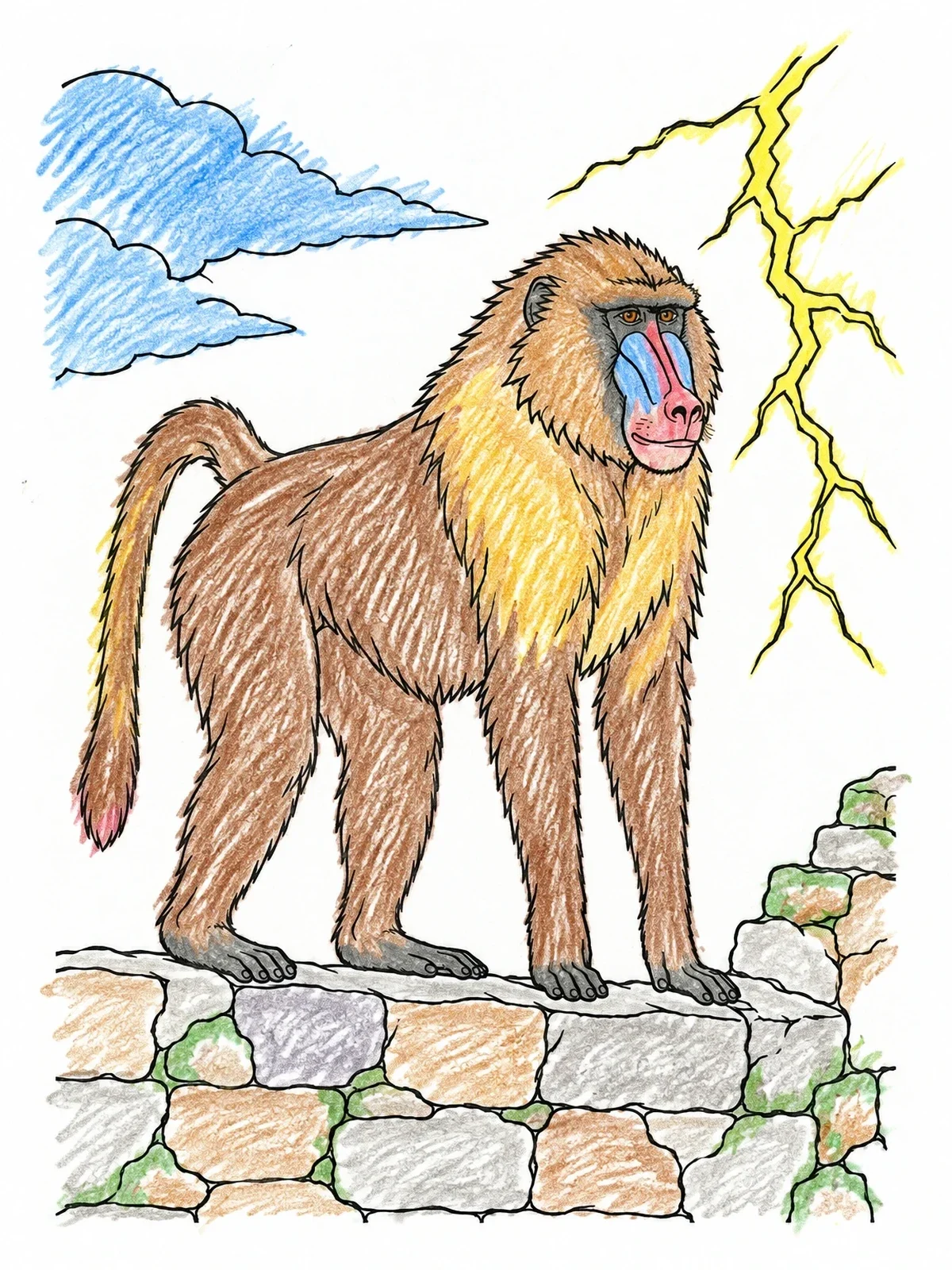 Colored example of the Baboon Standing On A Stone Wall coloring page