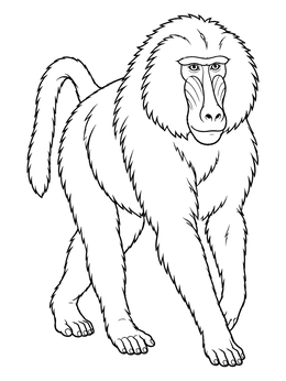Detailed baboon coloring page showing the majestic animal walking purposefully forward.