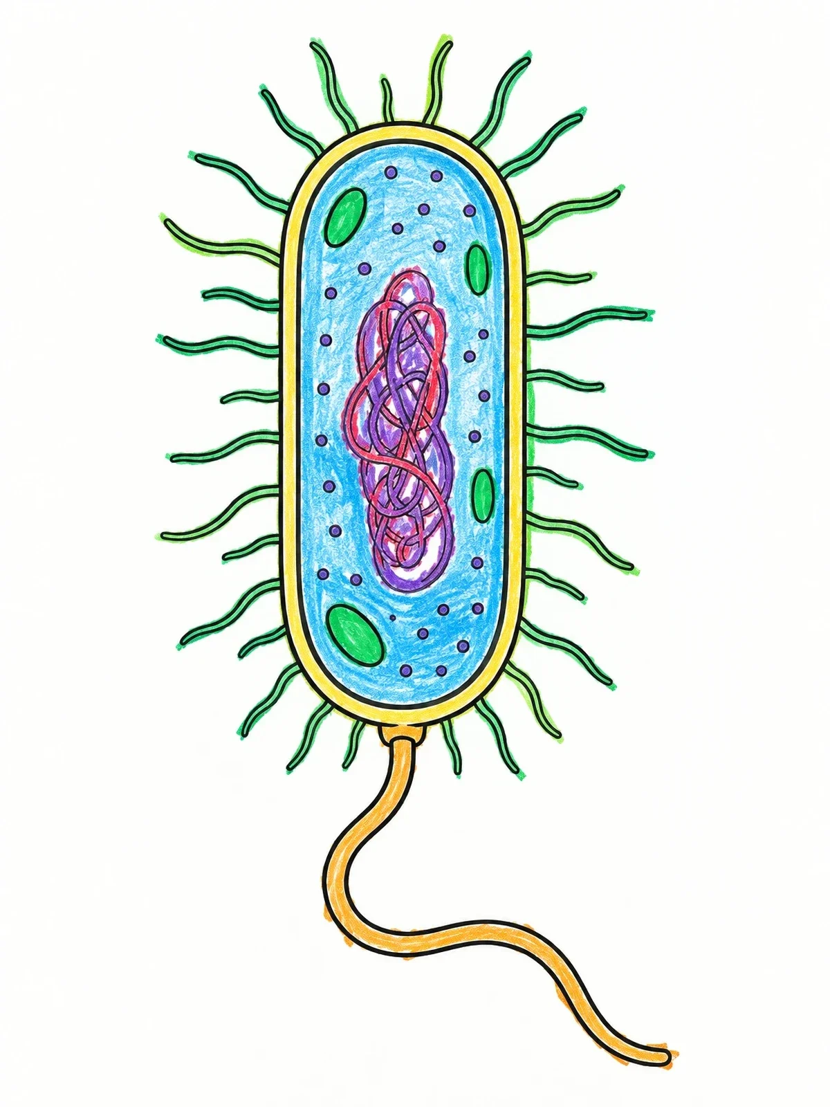 Colored example of the Bacterium Cell Anatomy Diagram coloring page