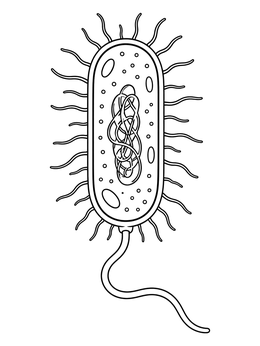 Free printable Bacterium Cell Anatomy Diagram coloring page