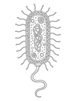 Free printable Detailed Bacterium Cell Diagram coloring page