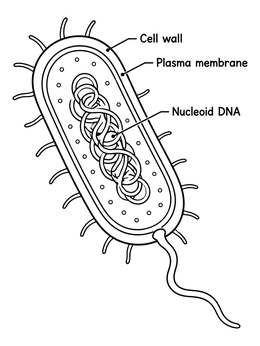 Free printable Bacterial Cell Anatomy Diagram coloring page