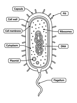 Free printable Bacterial Cell Anatomy Diagram coloring page