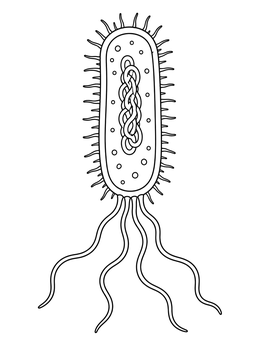 Free printable Bacterial Cell Anatomy With Flagella coloring page