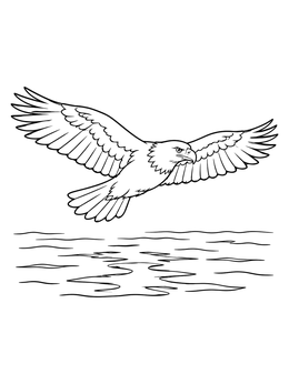 A bald eagle coloring page showing the majestic bird gliding low over rippling water.