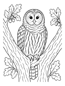 Detailed owl coloring page featuring a barred owl perched in an oak tree.