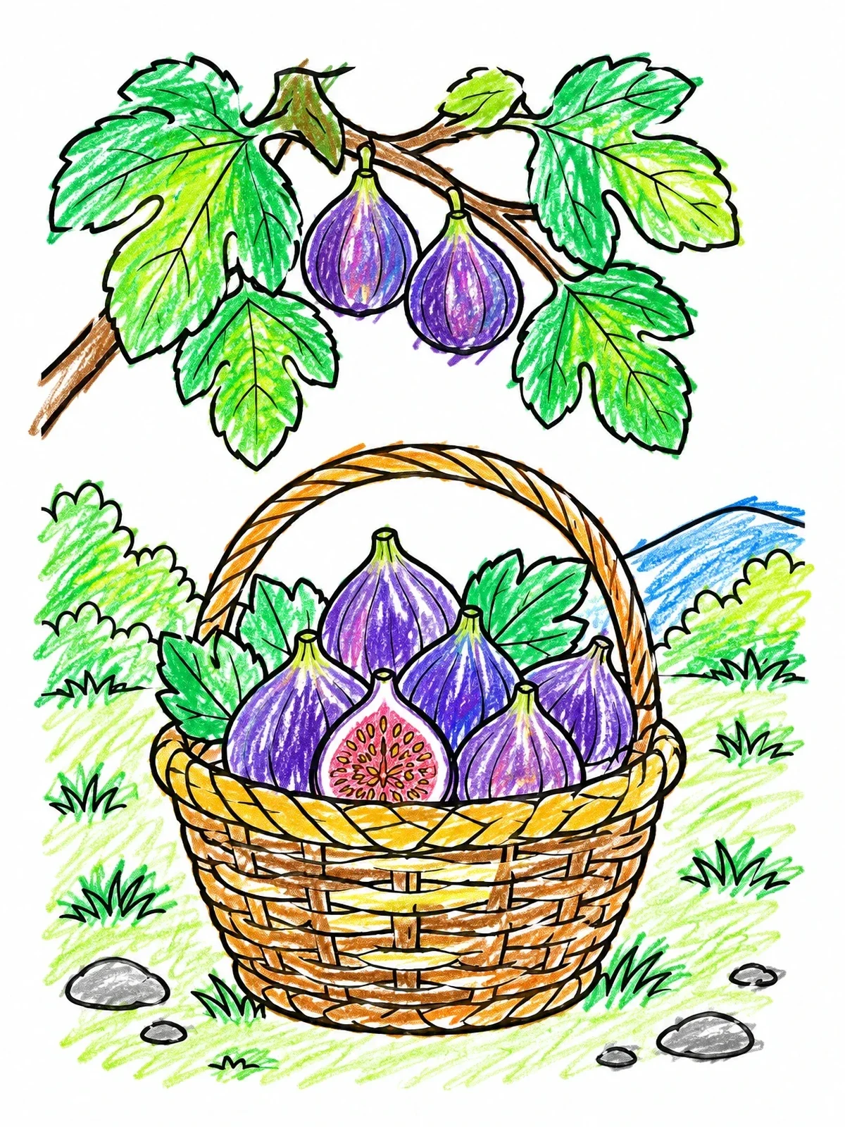 Colored example of the Basket Of Fresh Figs Under Branch coloring page