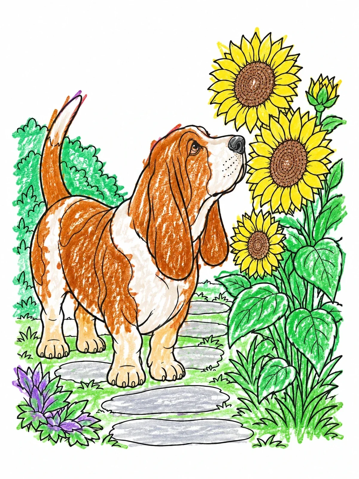 Colored example of the Basset Hound Sniffing Garden Sunflowers coloring page