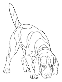 A detailed beagle coloring page featuring a scent hound sniffing the ground with tail raised.